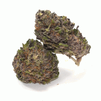 Buy Purple Haze Strain in Mykonos Greece